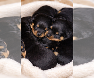 Rottweiler Dog Breeder near WILLINGTON, CT, USA