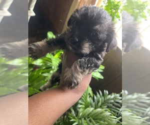Mal-Shi Dog Breeder near LAGRANGE, GA, USA