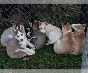 Siberian Husky Dog Breeder in LONG EDDY, New York USA
