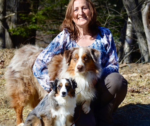 Australian Shepherd Dog Breeder near WESTFIELD, MA, USA