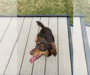 Chiweenie Dog Breeder in ROANOKE, Virginia USA