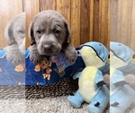 Small #33 Breeder Profile image