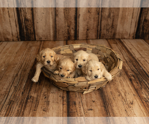 Golden Retriever Dog Breeder near HAMILTON, AL, USA