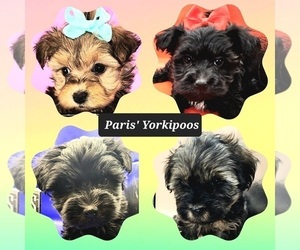 YorkiePoo Dog Breeder in BLUE MOUND, Texas USA