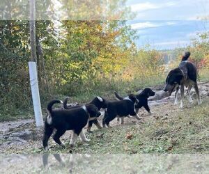 Anatolian Shepherd-German Shepherd Dog Mix Dog Breeder near DEXTER, NY, USA