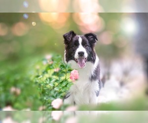 Border Collie Dog Breeder near BRYANTOWN, MD, USA