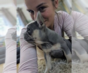 French Bulldog Dog Breeder near Liverpool, Merseyside (England), United Kingdom