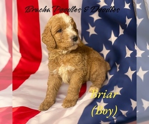 Goldendoodle Dog Breeder in SAINT CLOUD, Minnesota USA