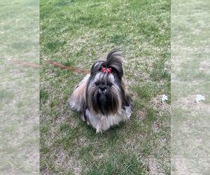 Shih Tzu Dog Breeder near Petawawa, Ontario, Canada