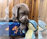 Small #32 Breeder Profile image