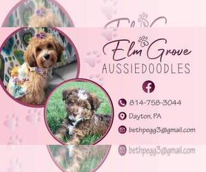 Aussiedoodle Miniature  Dog Breeder near DAYTON, PA, USA