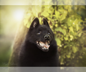 Schipperke Dog Breeder near Ladysmith, British Columbia, Canada