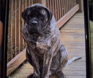 Mastiff Dog Breeder near WALNUT COVE, NC, USA