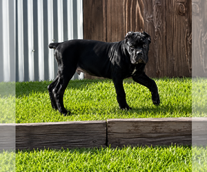 Cane Corso Dog Breeder near AMARILLO, TX, USA