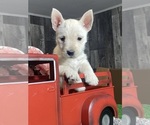 Small breeder photo
