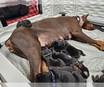 Small #8 Breeder Profile image