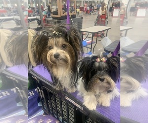 Biewer Terrier Dog Breeder near MARYSVILLE, KS, USA