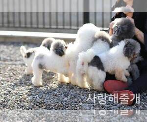 Bichon Frise Dog Breeder near Uijeongbu-si, Gyeonggi-do, Korea, South