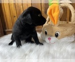 Small #59 Breeder Profile image