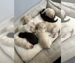 Labrador Retriever Dog Breeder near VERO BEACH, FL, USA