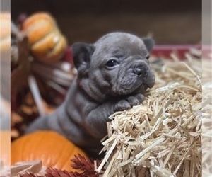 French Bulldog Dog Breeder near ASHLEY, IL, USA