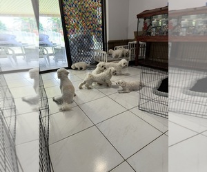 Bichon Frise Dog Breeder near Morayfield, Queensland, Australia