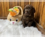 Small #60 Breeder Profile image