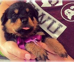 Rottweiler Dog Breeder near GARLAND, TX, USA