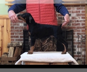 Doberman Pinscher Dog Breeder near BOWDEN, WV, USA