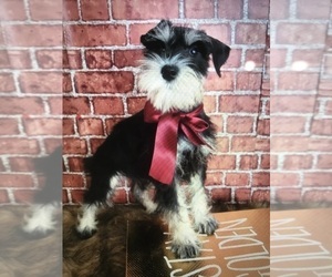 Schnauzer (Miniature) Dog Breeder in PORT ORANGE, Florida USA