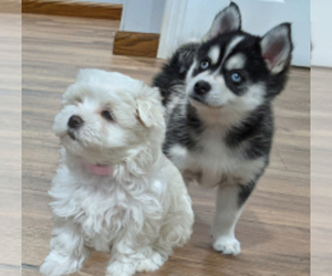 Maltese Dog Breeder near OCALA, FL, USA