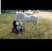 Image of website Maximus Bernese