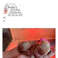 Image of website Dhalias Doodles