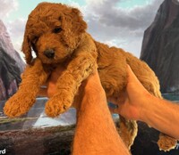 Image of website F1b Goldendoodle Puppies
