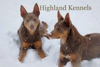 Image of website Highland Kennels Kelpie and Border Collie cross