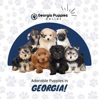 Image of website Georgia Puppies Online