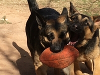Image of website Hurricane GSD