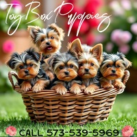 Image of website ToyBox Puppies