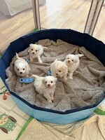 Image of website Puppy Paws Breeder