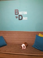 Image of website Bostondogs