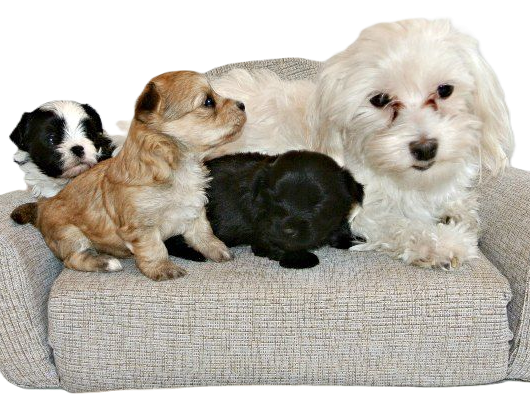 Image of a dogs