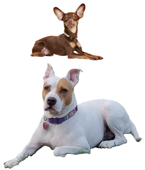 Image of two dogs