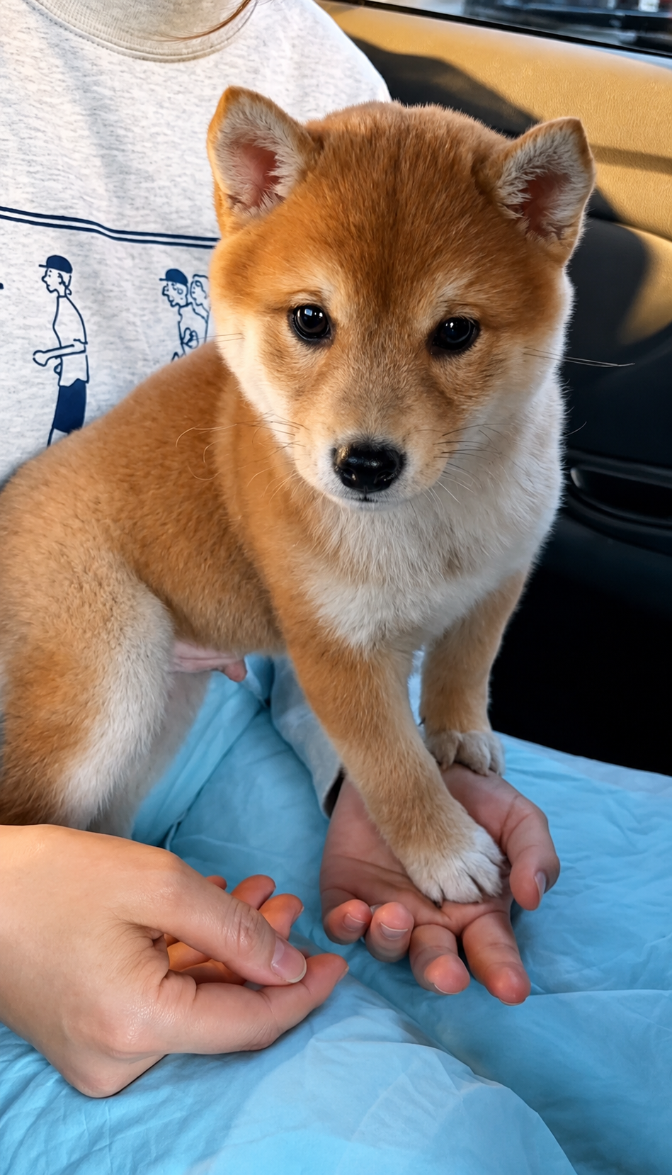 Small Shiba Inu