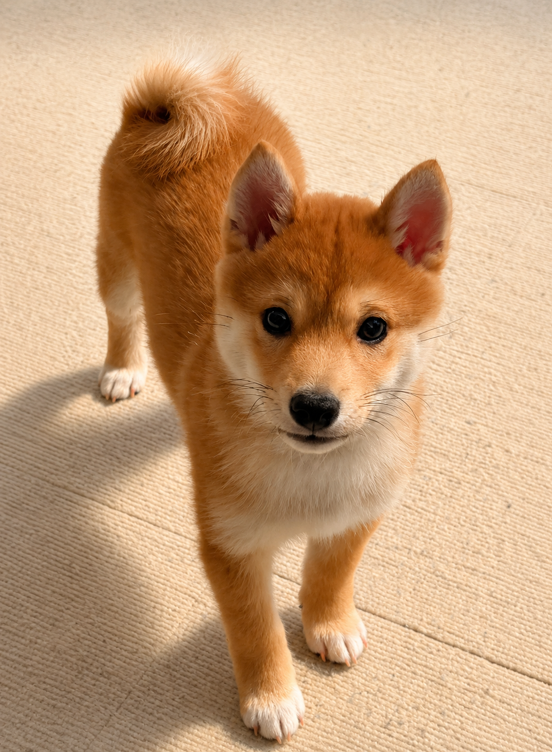 Small #1 Shiba Inu