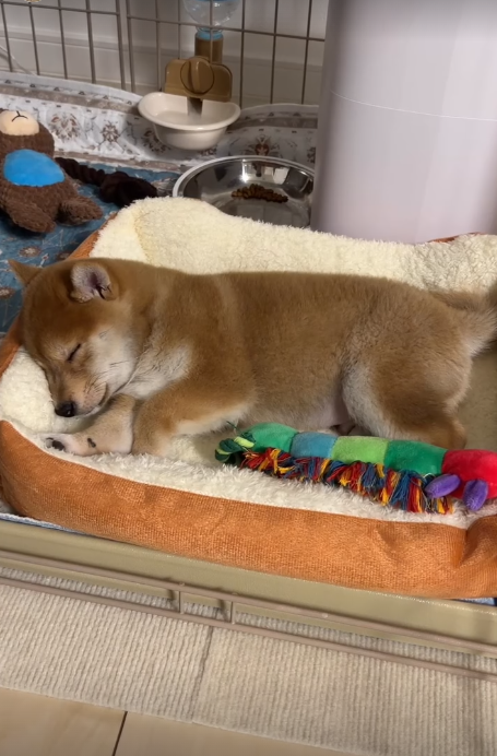 Small #2 Shiba Inu