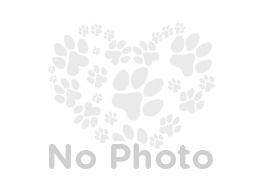 Image for artice 'Goldendoodle Puppy Prices & Availability January 2025 | Miniature & Standard Listings'