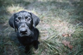 Puppy House Training